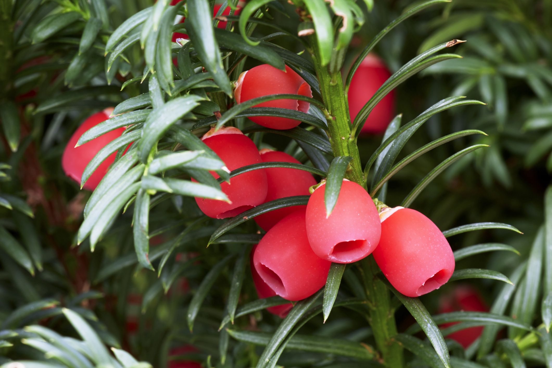 Common Yew or European Yew tree (Taxus baccata) with ripe berries in autumnCommon Yew (Taxus baccata) in autumn. Part of plants such as seeds and needles are highly toxic and lethal when consumed. The red arillus however, is non-poisonous - Hesselberg region, Bavaria/GermanyKlaus Honal