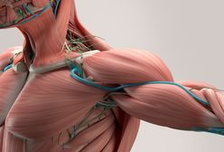 Budowa mięśni. Jak działają mięśnie i jakie rodzaje mięśni wyróżniamy?