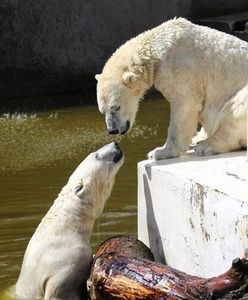 Urodziny niedźwiedzi. Z prezentem do zoo wejdziesz za darmo!