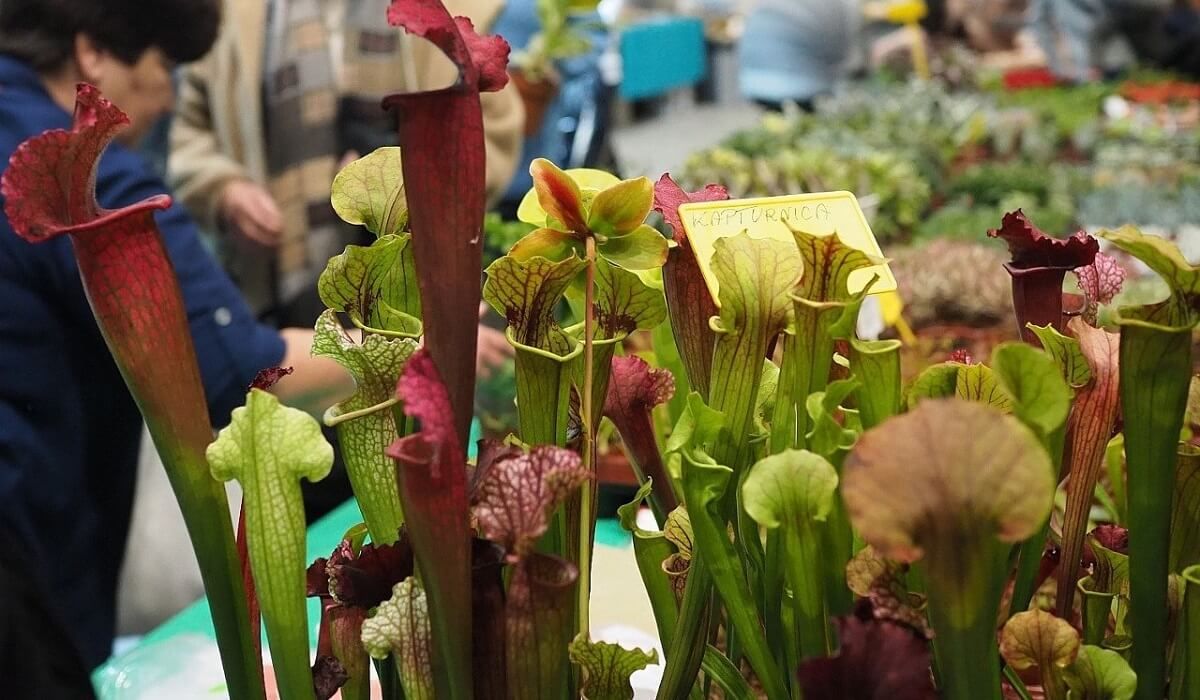 Egzotyczne Zwierzęta - Targi Terrarystyczne i Botaniczne w Lublinie