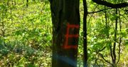 Leśnicy piszą "E" na drzewach. Zdziwisz się, co oznacza ten symbol
