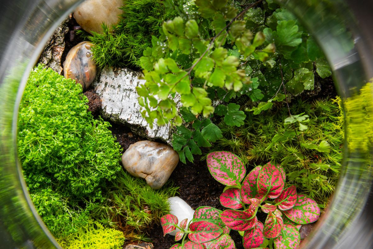 The choice of jar and plants that will create a forest in a jar is important.