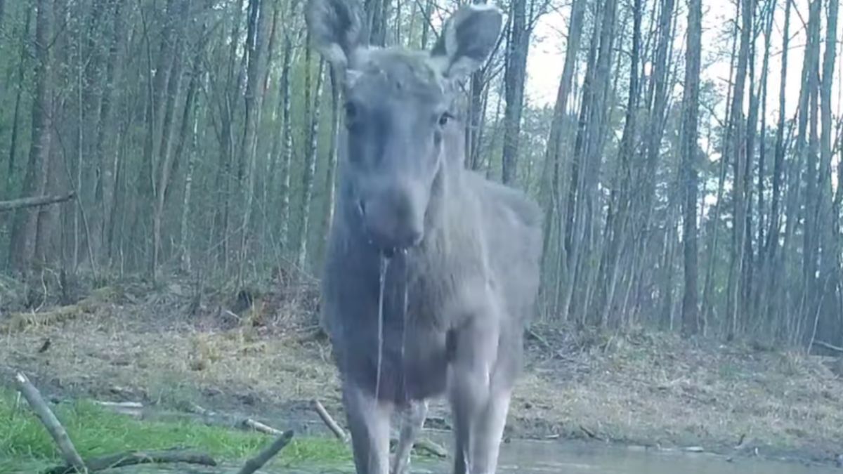 Nadleśnictwo Pułtusk pokazało spotkanie z łosiem gigantem.