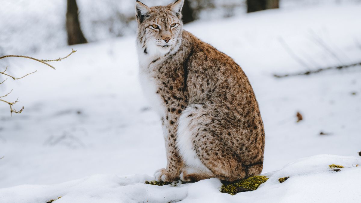 W tym rejonie Polski nie widziano ich od lat. Rysie wracaj