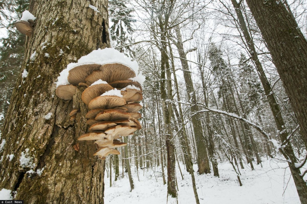 Niektóre grzyby rosną w lesie zimą przy dodatniej temperaturze
