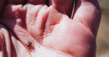 Odpowiednia dieta, sprawi, że kleszcze będą cię omijać? Wyjaśnijmy to raz na zawsze