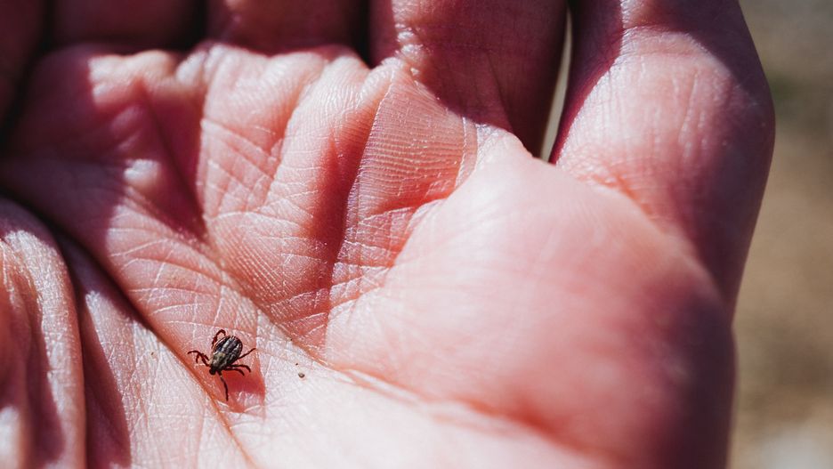 Czy dieta na kleszcze to dobry pomysł?