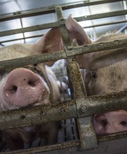 Kolejne sześć lat dla GMO. Rząd zdecydował. Wyjaśniamy o co chodzi