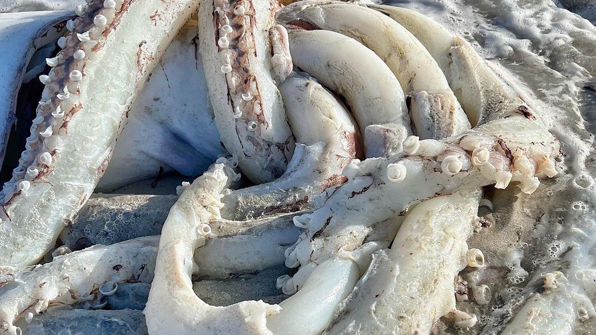 Na plaży znaleziono wyjątkowo rzadkie stworzenie głębinowe