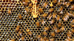 Apiterapia - co to jest i na co pomaga?