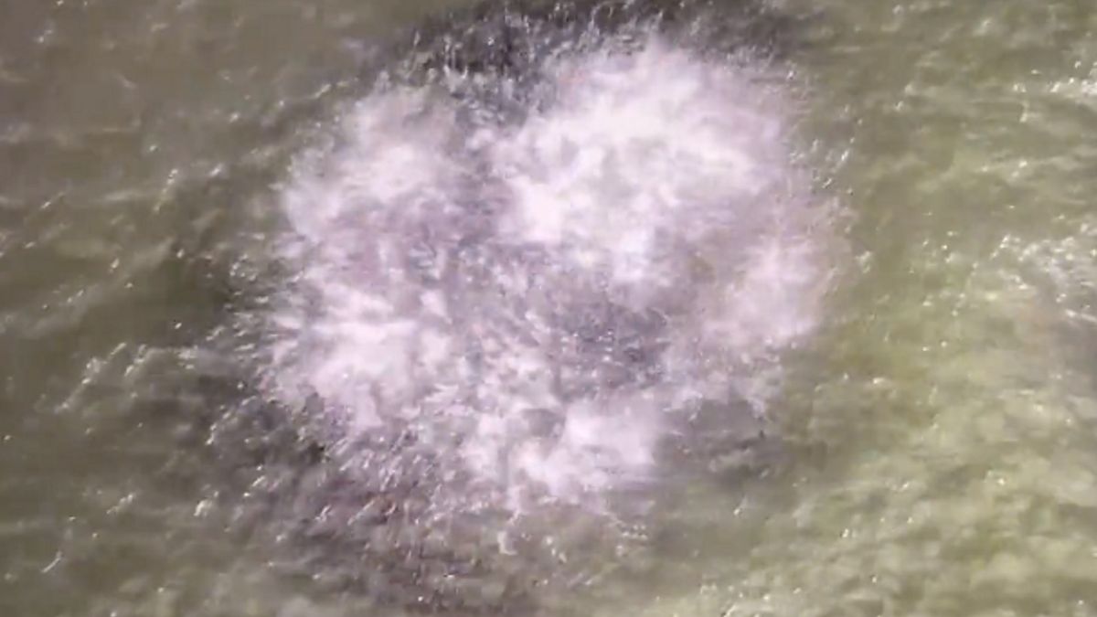 Kamera uchwyciła z powietrza wieloryba