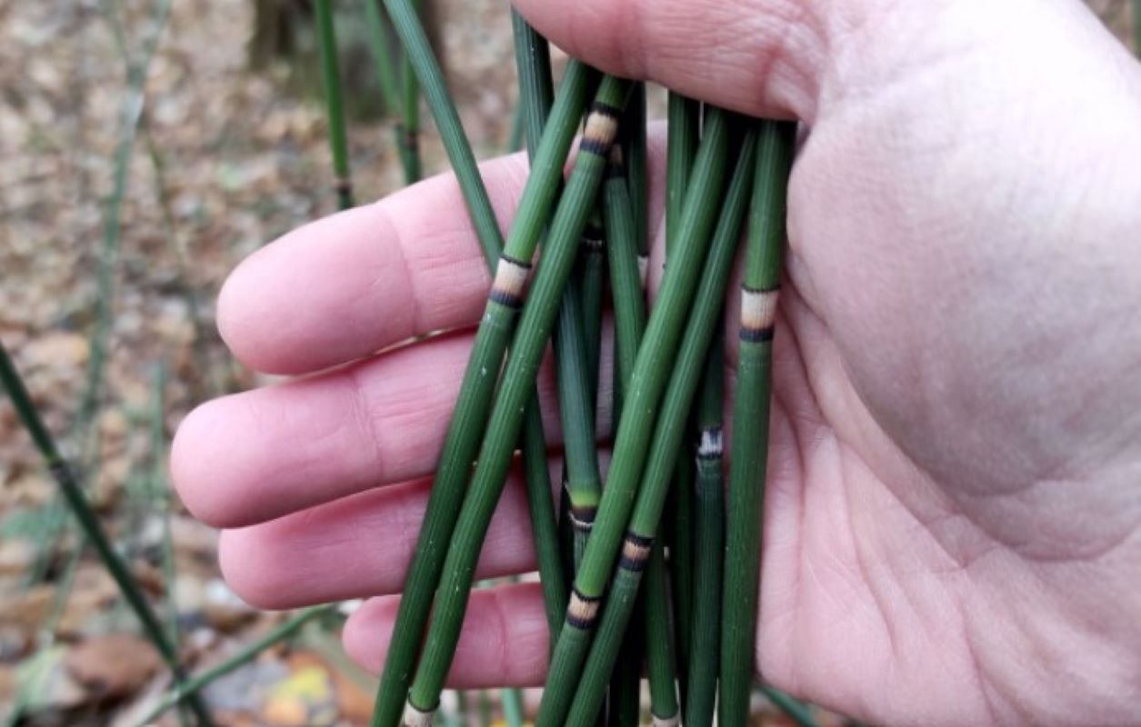 "Botaniczny dinozaur". Zdjęcie z lasu na Mazowszu robi furorę