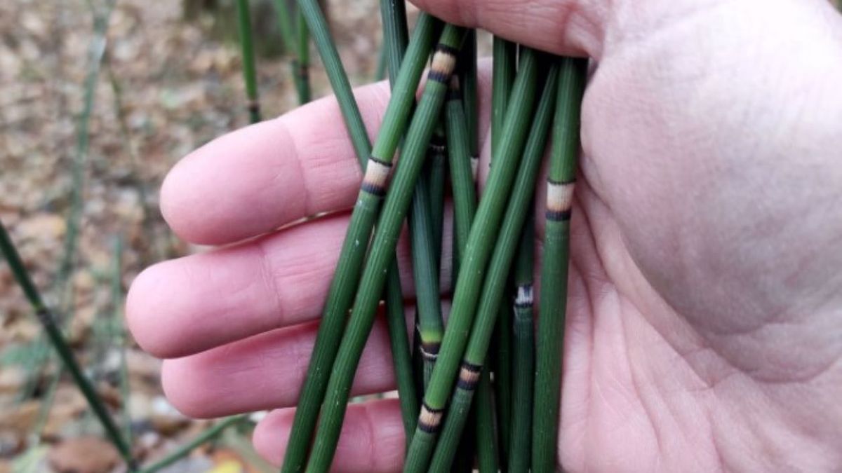 Rośliny, które są starsze od dinozaurów 