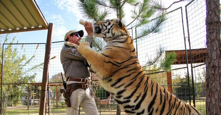 Zadziałał efekt Netfliksa. Tłumy odwiedzają serialowe zoo