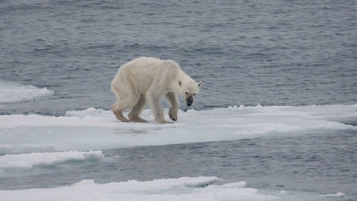 Naukowcy: do 2100 roku wyginą niedźwiedzie polarne