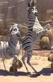 "Kumba": Twórca ''Króla Lwa'' wraca do Afryki!