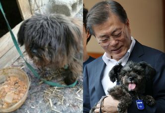 Porzucony pies został "oficjalnym" pupilem prezydenta Korei Południowej! "Zwierzęta mają prawo być wolnymi od uprzedzeń i dyskryminacji"