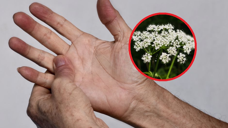 Podagrycznik pospolity można dodawać do potraw, a także suszyć na herbatkę