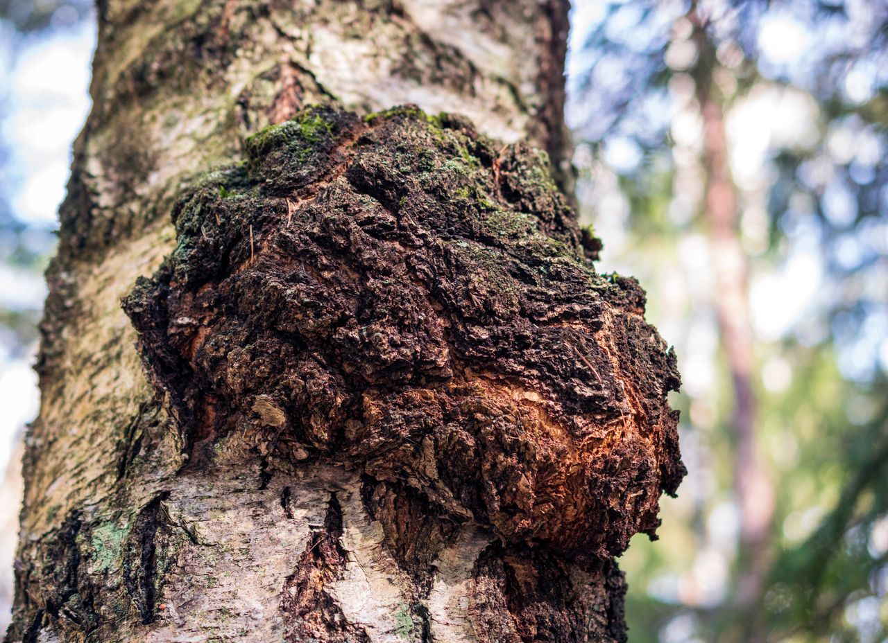 Dieser Pilz parasitiert auf Birken.