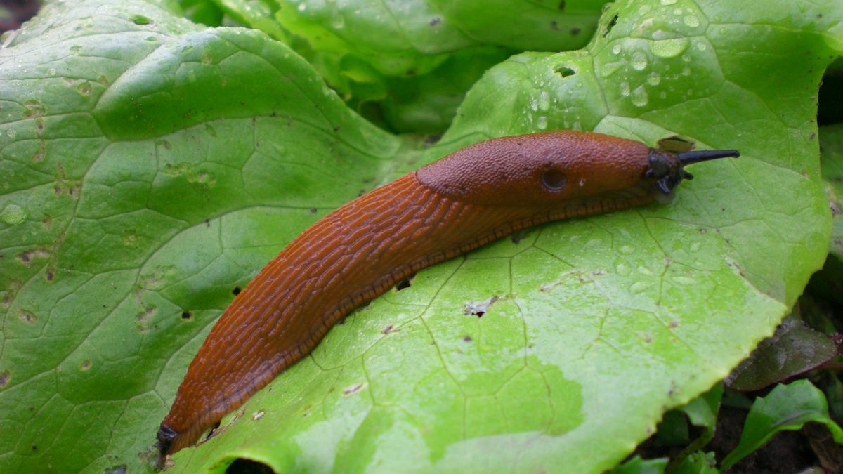 Dzięki temu uchronisz swoje uprawy przed ślimakami