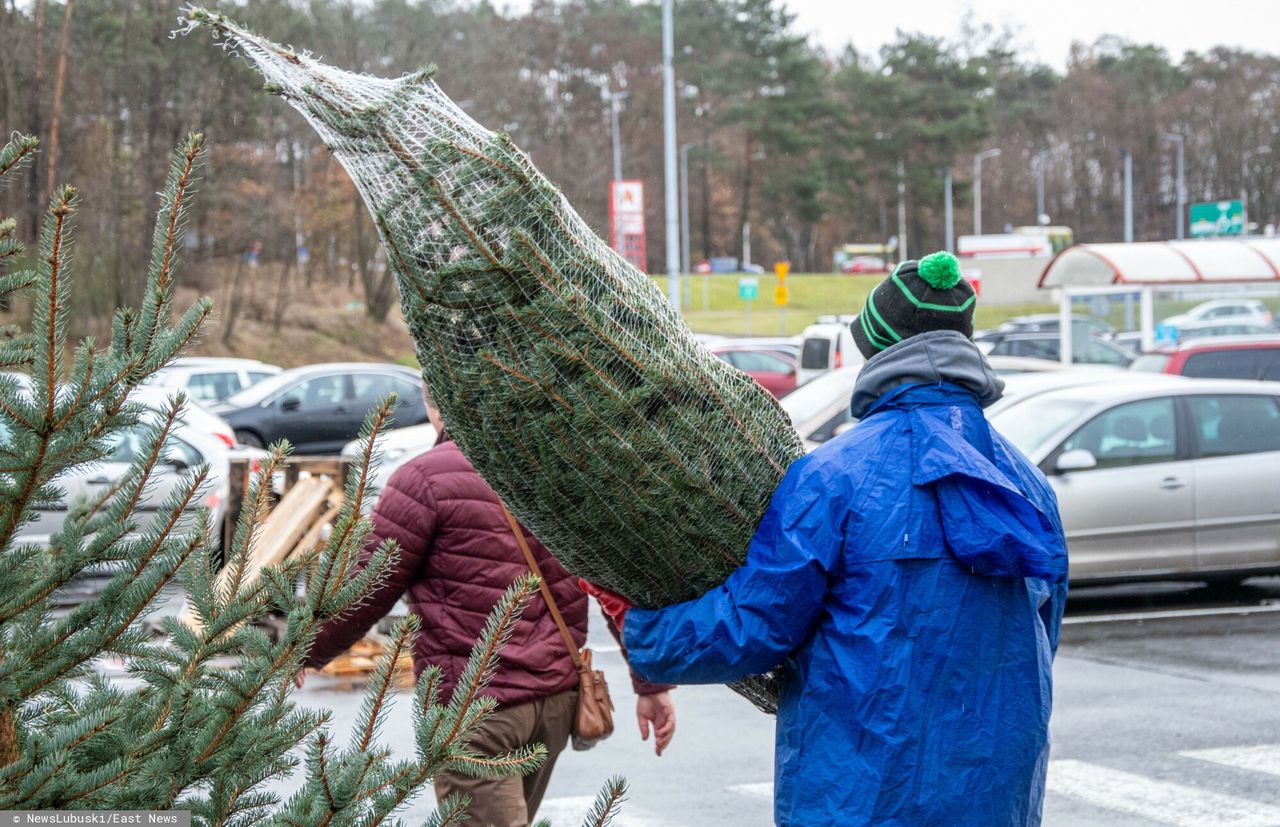 Kiedy ruszy sprzedaż choinek?