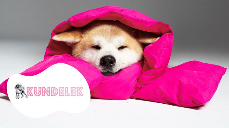 #AdoptujŚwiadomie! Szukamy domu dla uratowanego z pseudohodowli Sibu 