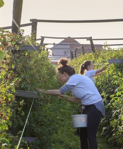 Rozdali plony za darmo. Teraz muszą zapłacić podatek