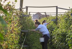Rozdali plony za darmo. Teraz muszą zapłacić podatek