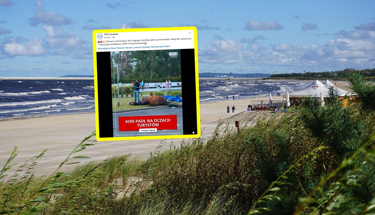 Koń padł nad Bałtykiem. Dramatyczne zdarzenie na oczach turystów