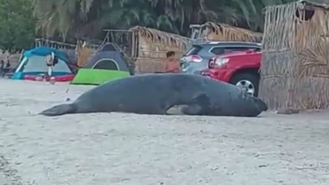 Słoń morski nawiedził plażę 