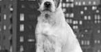 ''Artysta'' w kinach, Uggie do Oscara?