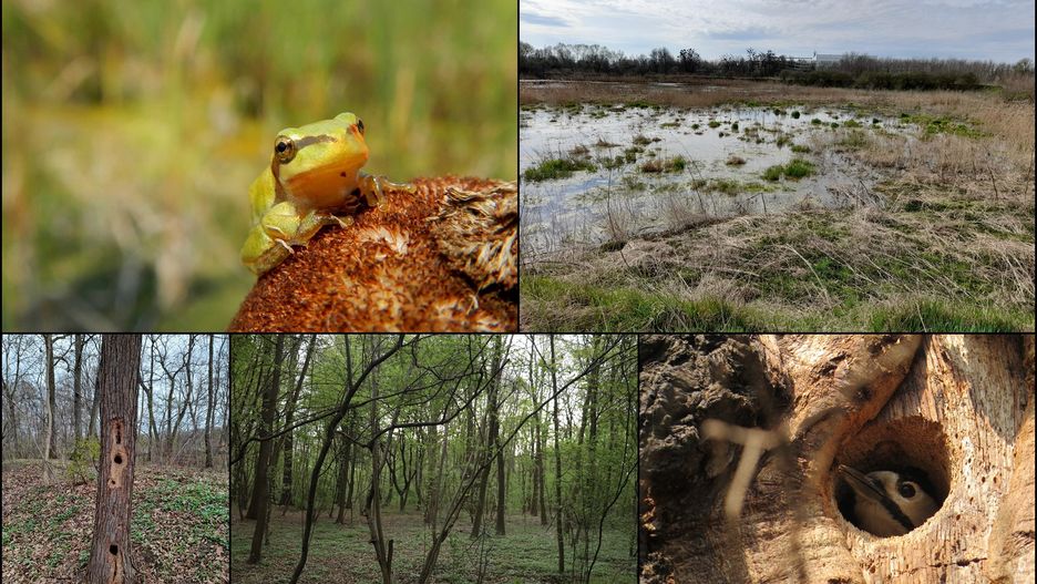 Wrocław. Obwodnica śródmiejska Sołtysowice unicestwi wiele gatunków cennych okazów flory i fauny. Ekolodzy apelują do prezydenta Jacka Sutryka o rezygnację z planów, które rozstrzygnąć się mają w połowie czerwca