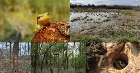 Wrocław. Obwodnica na Sołtysowicach zagrozi naturze. Ekolodzy stają w obronie gągoła i kumaka
