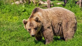 Inwazja niedźwiedzi. Rosjanie mówią o "istnym piekle"