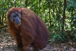 Niezwykłe orangutany z Sumatry. "Samozwańczy przewodnicy zakłócili ich rozwój"