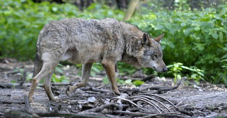 Zastrzelił najbardziej znanego wilka z Roztocza. Policja ustaliła sprawcę