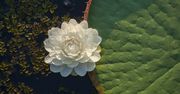 Kwitnie tylko nocą i zmienia kolor.  Gigantyczna lilia wodna w Brnie