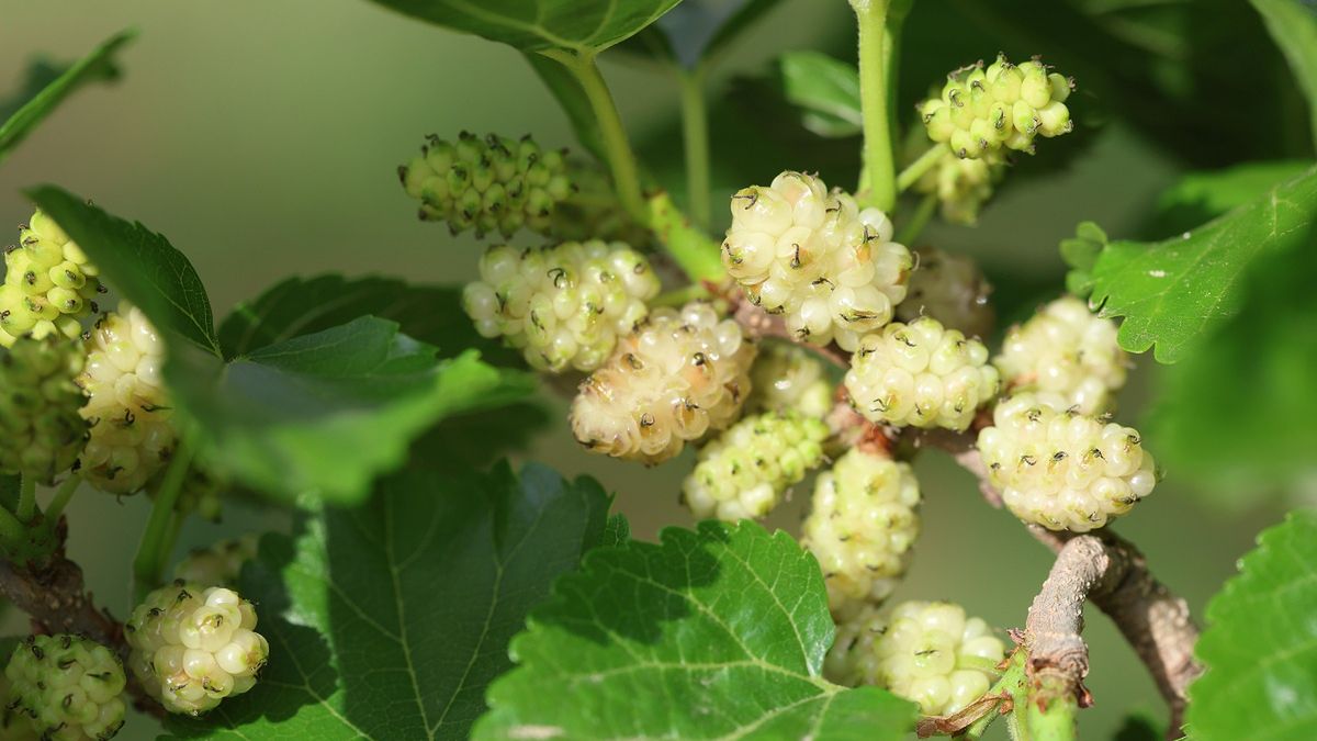 Właściwości zdrowotne morwy białej