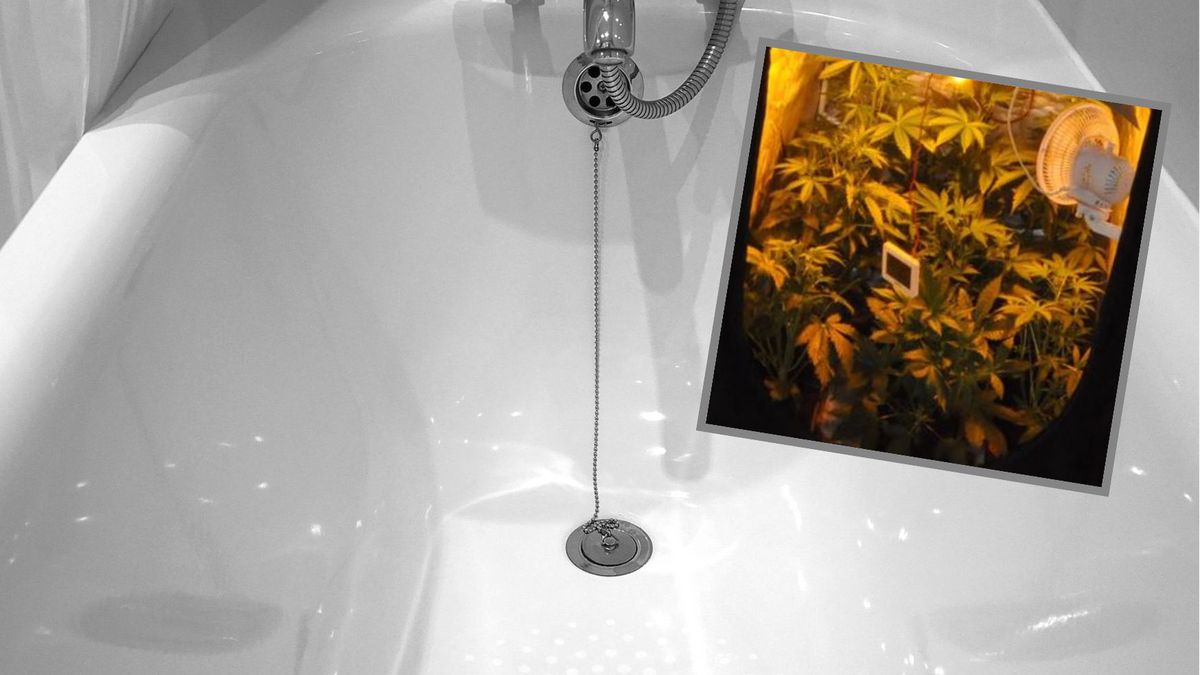 hodował marihuanę w rozbitym w łazience namiocie