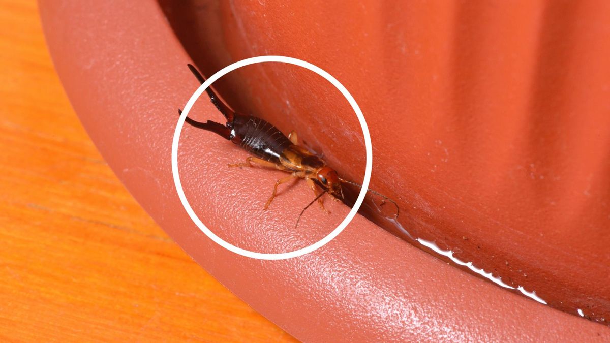 Budzą strach, gdy pojawiają się w domu. Czy szczypawki rzeczywiście mogą wejść do ucha?