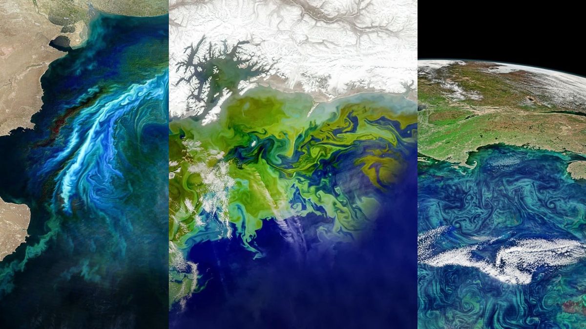 Wykwit fitoplanktonu widoczny z kosmosu w różnych regionach świata.