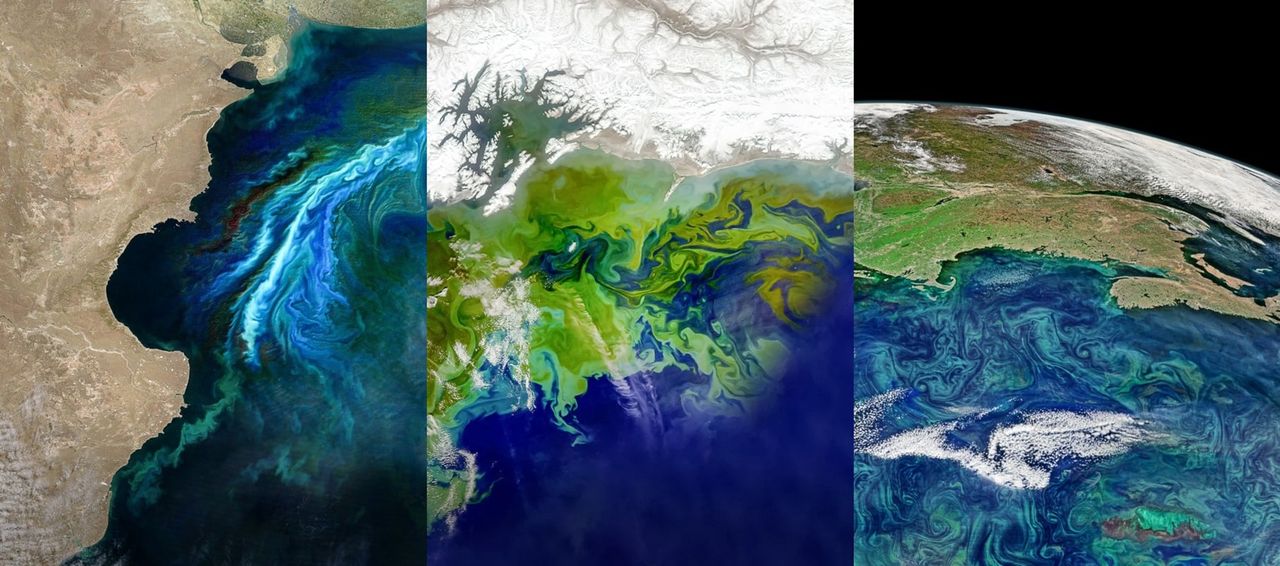 Wykwit fitoplanktonu widoczny z kosmosu w różnych regionach świata.