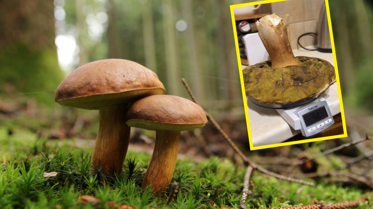 Gigantyczny grzyb waży ponad pół kilogarma