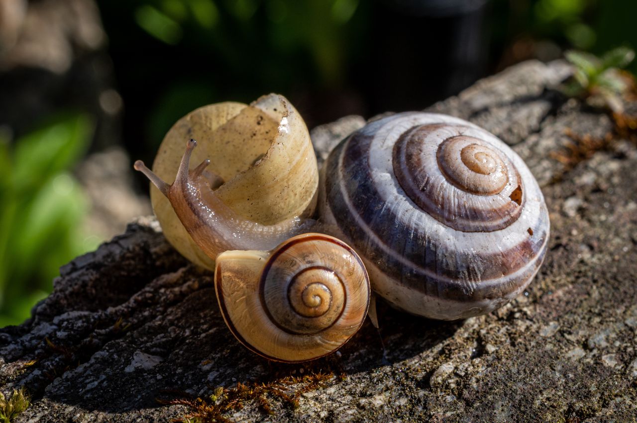 An effective method for snails in the garden