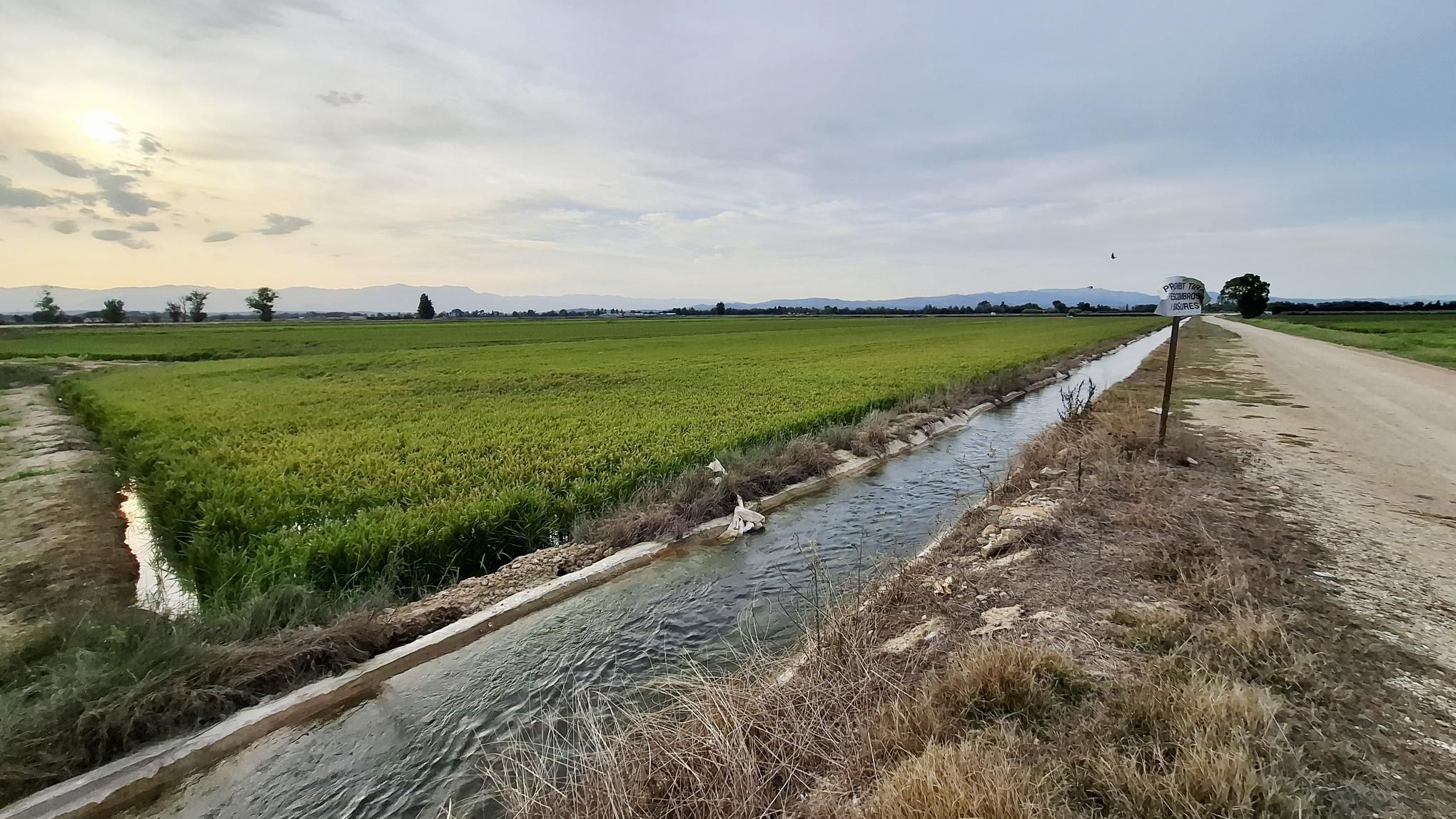 Pola ryżowe w Delcie Ebro