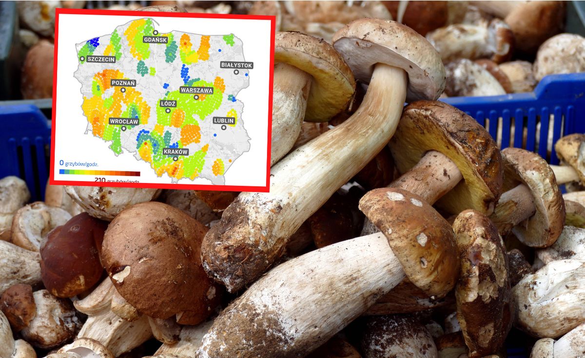 Ze względu na suchą pogodę, w lasach jest mało grzybów