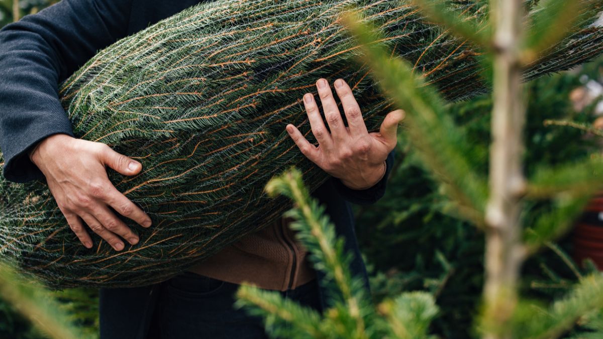 Ceny drzewek w Lidlu; zdj. poglądowe