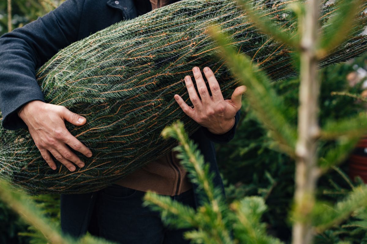 Żywe choinki w Lidlu – jakie są ceny w tym roku?