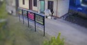 Brutalny rozbój w Józefowie. Trzy osoby zatrzymane, jedna działała w recydywie