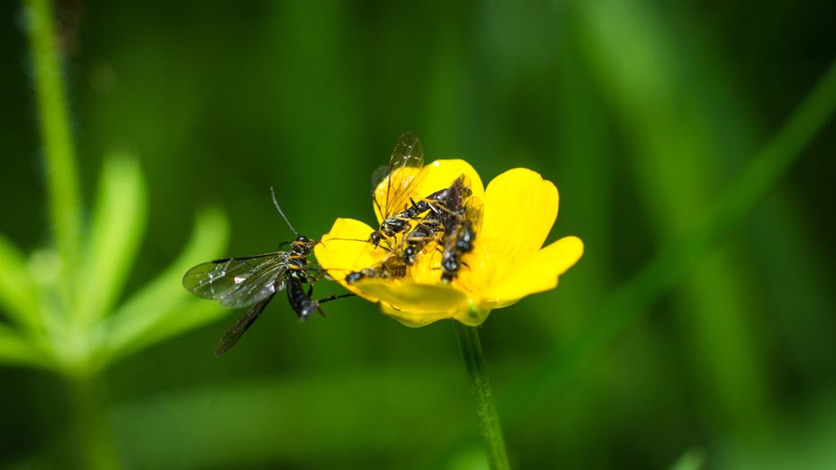ziemiórki, muszki, owady, kwiat, bee, insekt, charakter, makro, lato, miodu, dmuchawce, jardin, jary, bugów, zwierzak, bliska, flora